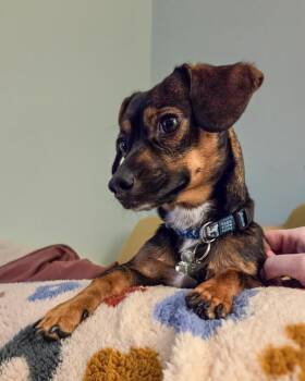 Dachshund Dogs Available for Adoption - Churro (Chipolte) | PetCurious
