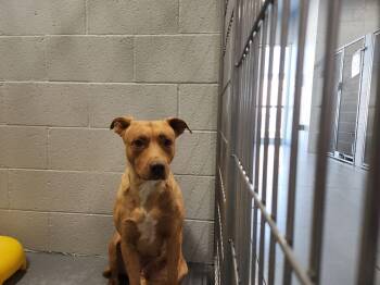 American Staffordshire Terrier and Labrador Retriever Dogs Available for Adoption in Kingman, Arizona - Pretty | PetCurious