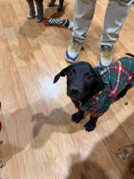 Rescue Black Labrador Retriever Dogs for Adoption in Plano, Texas - Oakley | PetCurious