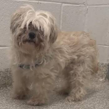 Reebe -  Shih Tzu and Lhasa Apso Dog for Adoption in Glenelg, Maryland - Reebe | PetCurious