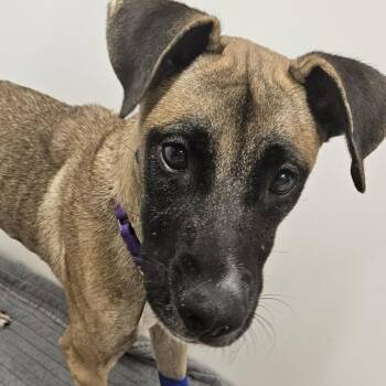 Maverick -  Black Mouth Cur and Belgian Shepherd Malinois Dog for Adoption in Austin, Texas - Maverick | PetCurious