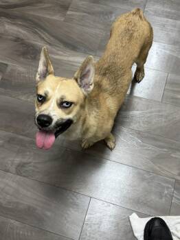 colbie -  Husky and Chihuahua Dog for Adoption in Trenton, New Jersey - Colbie | PetCurious