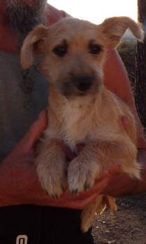 Rescue Cairn Terrier Dogs for Adoption in Corona, California - WALLY | PetCurious