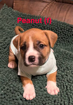 Rescue American Staffordshire Terrier Dogs for Adoption in San Diego, California - Sundae's Sprinkles- Peanut | PetCurious