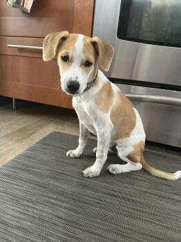 Italian Greyhound and Terrier Dogs Available for Adoption - Lola 4485 | PetCurious