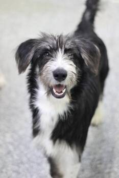Wonton in NH. Come Meet our Adoptable Dogs Wednesday-Saturday. M -  Schnauzer Dog for Adoption in Manchester, New Hampshire - Wonton In NH. Come Meet Our Adoptable Dogs Wednesday-Saturday. M | PetCurious
