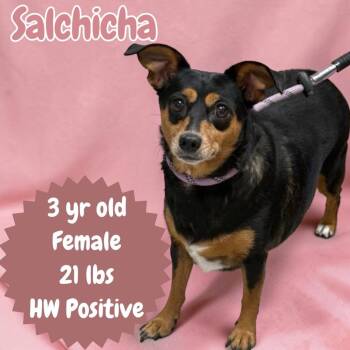 Chihuahua and Dachshund Dogs Available for Adoption in Sorrento, Louisiana - Salchicha | PetCurious