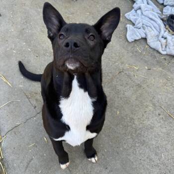Blossom -  English Bulldog Dog for Adoption in Enterprise, Alabama - Blossom | PetCurious