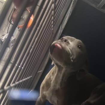 Pit Bull Terrier Dogs Available for Adoption in Yuma, Arizona - Vegita | PetCurious