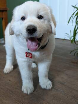 Hubble -  Great Pyrenees Dog Available for Adoption in Kiowa, Oklahoma - Hubble | PetCurious