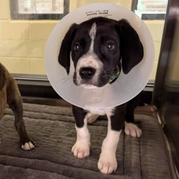 Great Dane and Terrier Dogs Available for Adoption in Bloomfield, Connecticut - Zeus | PetCurious