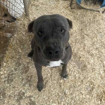 Pit Bull Terrier and Mixed Breed Dogs Available for Adoption - Gomez | PetCurious