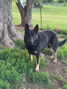 German Shepherd Dog Dogs Available for Adoption in Chesterfield, Missouri - Bo | PetCurious