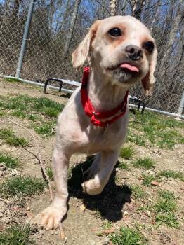 Poodle and Mixed Breed Dogs Available for Adoption in Fall River, Massachusetts - Radar | PetCurious
