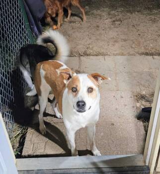 Frankie -  Australian Cattle Dog Blue Heeler Dog for Adoption in New London, Wisconsin - Frankie | PetCurious