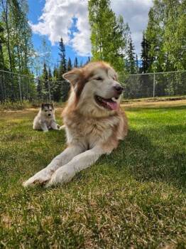LOLA BEAN -  Alaskan Malamute Dog for Adoption in Fairbanks, Alaska - LOLA BEAN | PetCurious