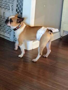 Boston Terrier Dogs Available for Adoption in Maryville, Tennessee - Oliver Beecher-4608 Bethpage, TN | PetCurious