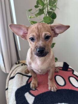 Rescue Terrier and Yorkshire Terrier Dogs for Adoption in Mission Viejo, California - Ambrose | PetCurious