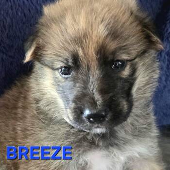 Pre-adoption - Breeze is available -  Siberian Husky and Shepherd Dog for Adoption in Los Angeles, California - Pre-adoption - Breeze Is Available | PetCurious