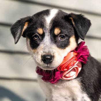 Cleo -  Australian Shepherd and Mixed Breed Dog for Adoption in Cincinnati, Ohio - Cleo | PetCurious