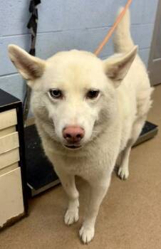 Juneau -  Mixed Breed Dog for Adoption in Chamblee, Georgia - Juneau | PetCurious