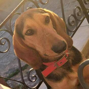 Rescue Hound Dogs for Adoption in Toronto, Ontario - Mario | PetCurious