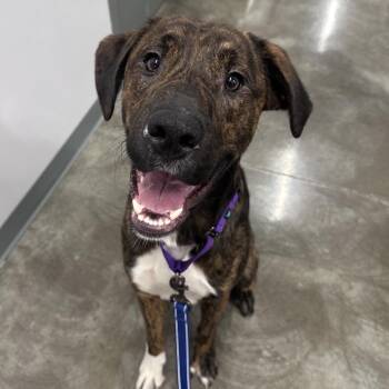 Goose -  Shepherd Dog for Adoption in Mount Vernon, Indiana - Goose | PetCurious