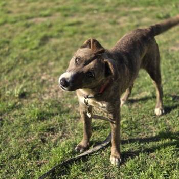 Pit Bull Terrier and Border Collie Dogs Available for Adoption in Mansfield, Texas - Jade | PetCurious