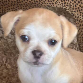 Spaniel and Pug Dogs Available for Adoption in Seal Beach, California - Ronda | PetCurious
