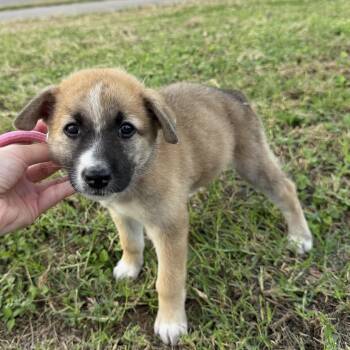 Skye -  Anatolian Shepherd and German Shepherd Dog Dog for Adoption in Harlingen, Texas - Skye | PetCurious