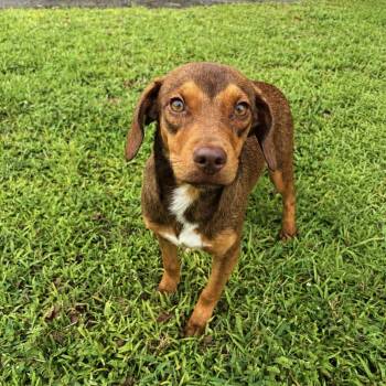 Hot Dog -  Beagle Dog for Adoption in Valdosta, Georgia - Hot Dog | PetCurious