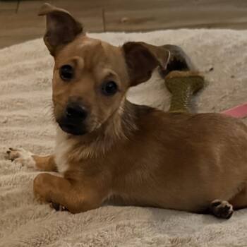 Bobby -  Chiweenie Dog for Adoption in Spring, Texas - Bobby | PetCurious