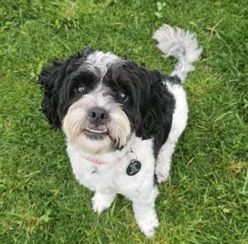 BENTLEY -  Poodle Dog for Adoption in Fenton, Michigan - BENTLEY | PetCurious