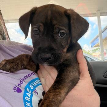 Mothball -  Pit Bull Terrier Dog for Adoption in Indianapolis, Indiana - Mothball | PetCurious