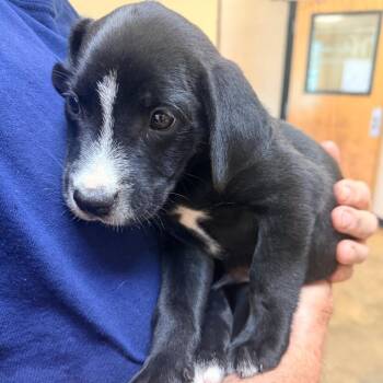 Hiccup -  Mixed Breed Dog for Adoption in Corinth, Mississippi - Hiccup | PetCurious