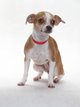 A141644 -  Chihuahua Dog for Adoption in Burbank, California - A141644 | PetCurious