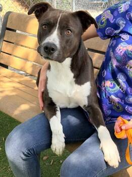 Pit Bull Terrier Dogs Available for Adoption in Fort Myers, Florida - JORDAN | PetCurious