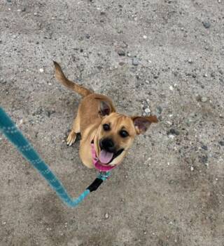 Labrador Retriever Dogs Available for Adoption in Steamboat Springs, Colorado - Scooby Doo | PetCurious