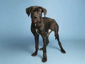 PHINEAS -  Cane Corso Dog for Adoption in Phoenix, Arizona - PHINEAS | PetCurious
