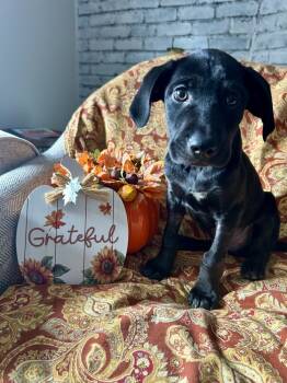 Rescue Labrador Retriever Dogs for Adoption in Greenlawn, New York - Scotty | PetCurious