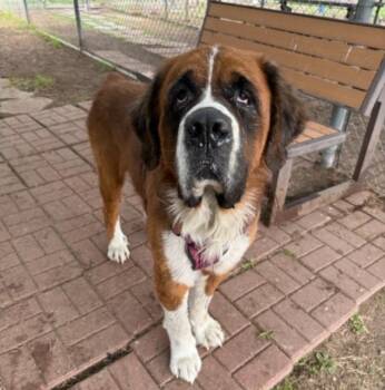 Saint Bernard Dogs Available for Adoption - Barney | PetCurious