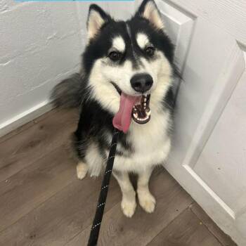 Ghost -  Husky Dog for Adoption in Tampa, Florida - Ghost | PetCurious