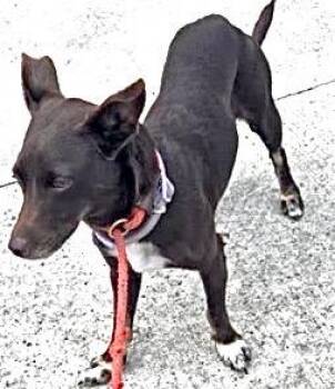 Dachshund and Chihuahua Dogs Available for Adoption in Houston, Texas - A654421 | PetCurious