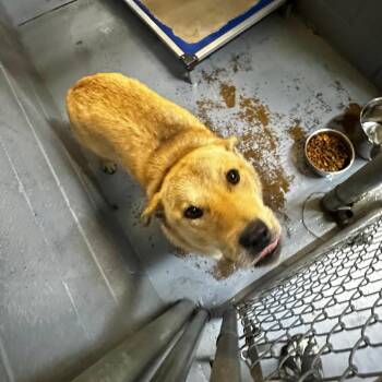 Mixed Breed Dogs Available for Adoption - Huff | PetCurious