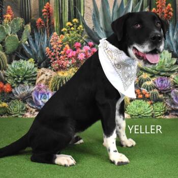 Stellar -  Labrador Retriever and Mixed Breed Dog for Adoption in San Francisco, California - Stellar | PetCurious