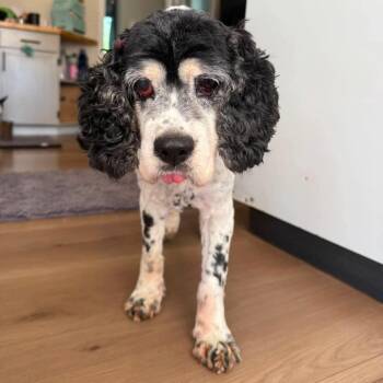 Moo -  Cocker Spaniel Dog for Adoption in Jackson, Missouri - Moo | PetCurious