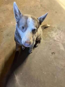 Rescue Australian Cattle Dog Blue Heeler Dogs for Adoption in Waunakee, Wisconsin - Rooster Flint | PetCurious