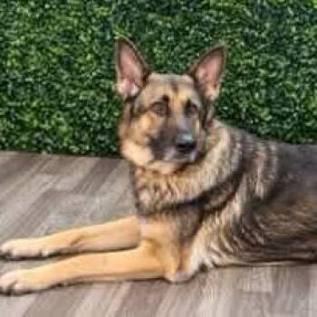 Naomi -  German Shepherd Dog Dog for Adoption in Myrtle Beach, South Carolina - Naomi | PetCurious