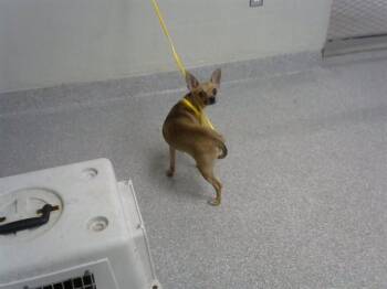 A186069 -  Chihuahua and Mixed Breed Dog for Adoption in Pasadena, Texas - A186069 | PetCurious