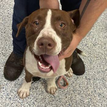 Mikey -  Labrador Retriever Dog for Adoption in Birmingham, Alabama - Mikey | PetCurious
